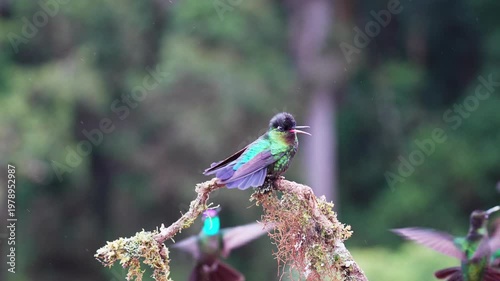 Vibrant Fiery-Throated Hummingbird Making a Kek Call in Stunning Slow Motion