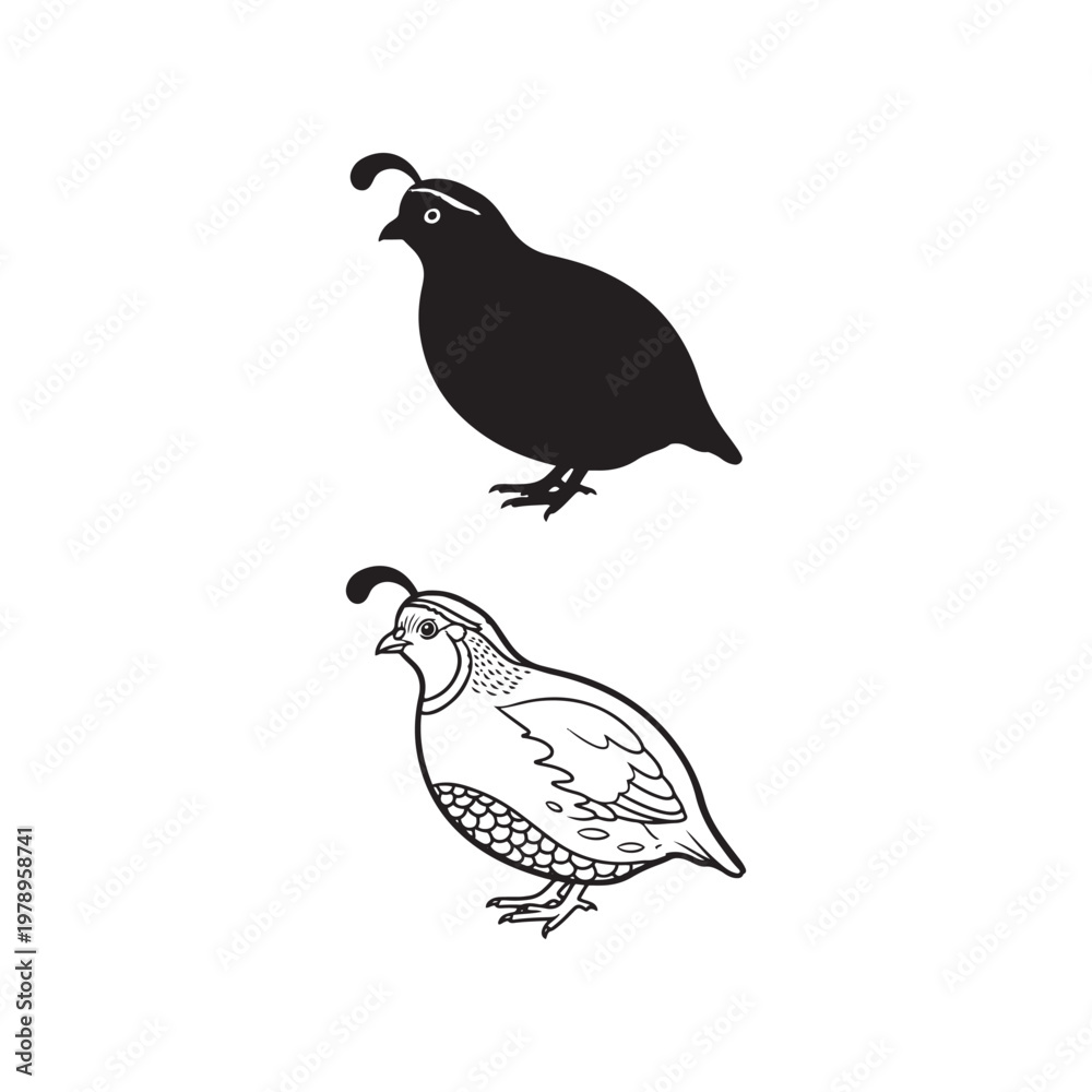 Fototapeta premium Black and white quail bird illustrations on white background