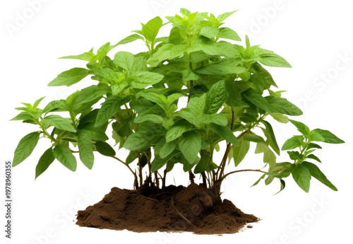 PNG Holy basil tree plant herbs leaf.