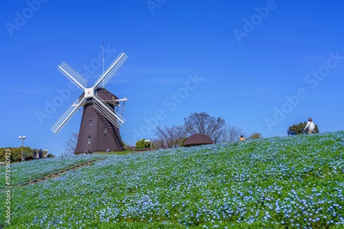 青空と満開のネモフィラに囲まれたオランダ風車のある春の風景