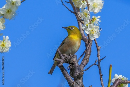 青空を背景に白い梅の木に止まるメジロのクローズアップ