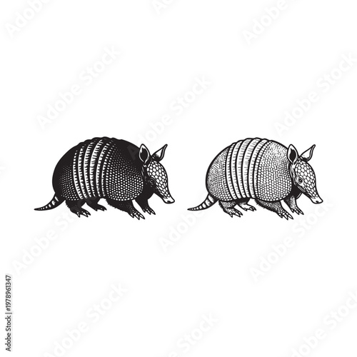 Two armadillos in black and white illustration isolated on white background