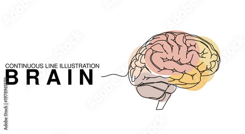 A beautifully rendered continuous line illustration of the human brain in a modern vector graphic style, featuring delicate pastel color accents, perfect for innovative educational materials, sophisti