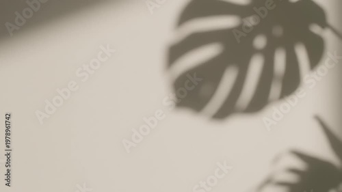 Monstera Leaf Shadow Play on Textured Wall.