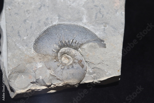 Obraz na plátně Close up of ammonite and snail fossil on a stone