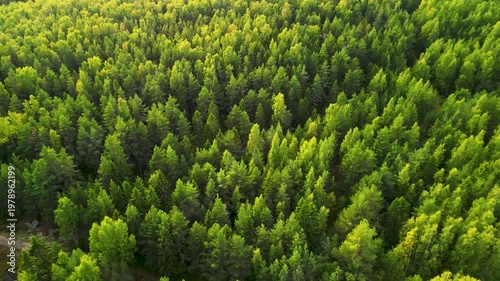 Aerial view of forest texture with camera tilting down. From 45 degree angle to top down view over pine trees. 4K.
