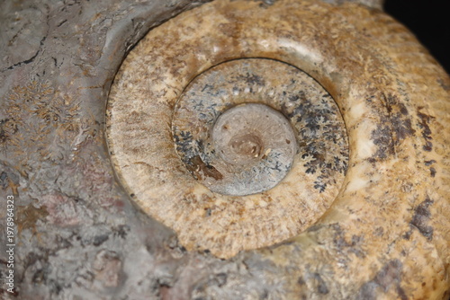 Obraz na plátne Close up of ammonite and snail fossil on a stone