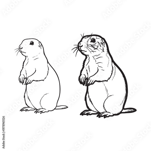 Two gophers standing on their hind legs isolated on white background