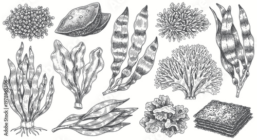 Collection of Hand-Drawn Seaweed and Algae Illustrations