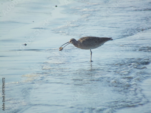 Whimbrel shorebird foraging for food on beach