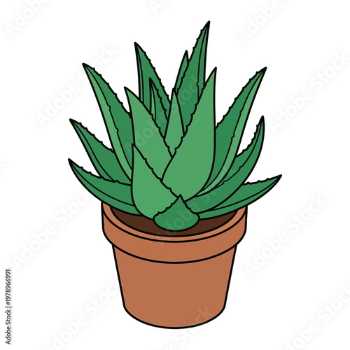 Aloe vera plant in a pot.
