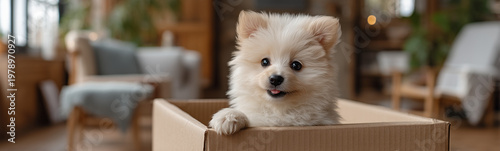 Pomeranian Puppy in a Box: ...