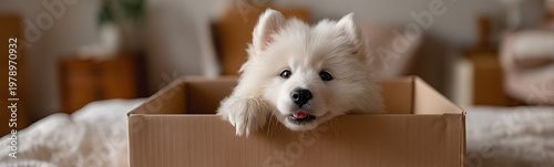 Playful Puppy's Box of Joy:...