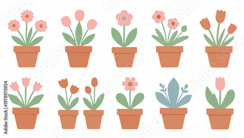 Set of pink flowers in terracotta pots