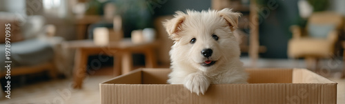 Puppy's cardboard box adven...