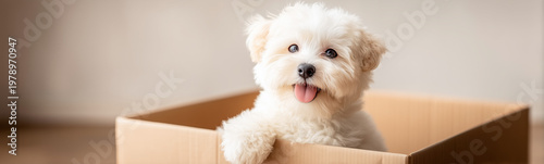 Puppy's Box Adventure: A fl...