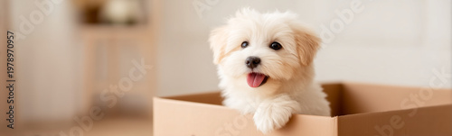 Puppy in the Box: A fluffy ...