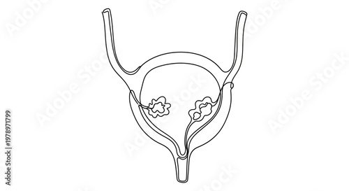 Anatomical illustration of the human urinary system depicting the bladder with kidneys and ureters in continuous line art style for medical and educational purposes
