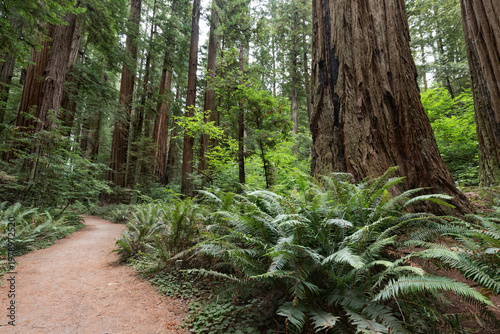 Tranquil forest path surrounded by giant redwood trees and green ferns in Redwood State Park, California