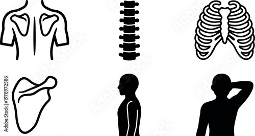 Human spine rib cage and shoulder bones anatomy set