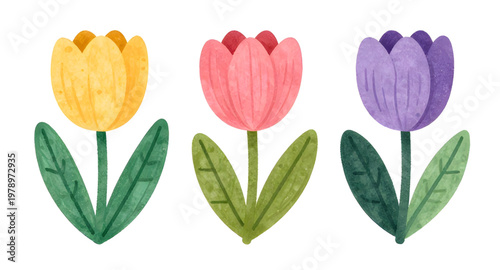 watercolor tulips, tulip illustration, floral watercolor, spring flowers, botanical art, flower painting, tulip bouquet, garden flowers, colorful tulips, soft petals, hand painted flowers, floral clip