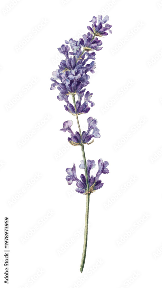 Obraz premium PNG Elegant lavender botanical illustration.