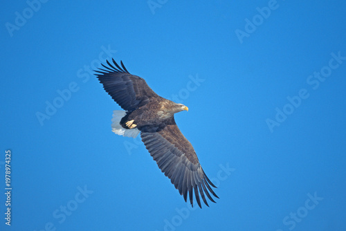 オジロワシの飛翔（北海道・釧路市）
