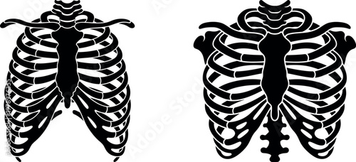 Anatomy of human chest bones ribcage vector graphic