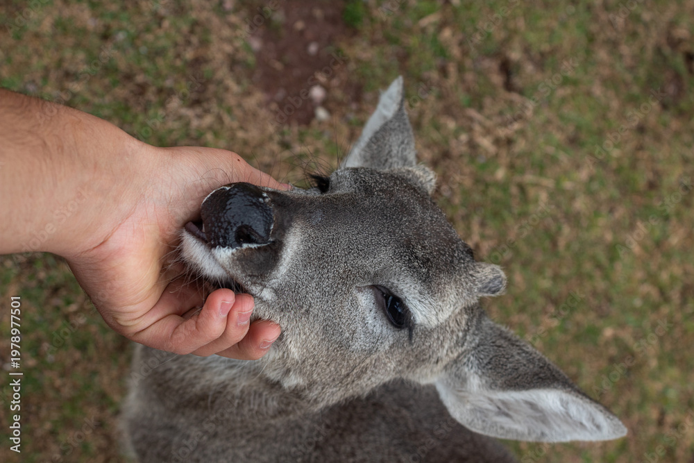 Obraz premium Young deer eating from human hand in natural environment