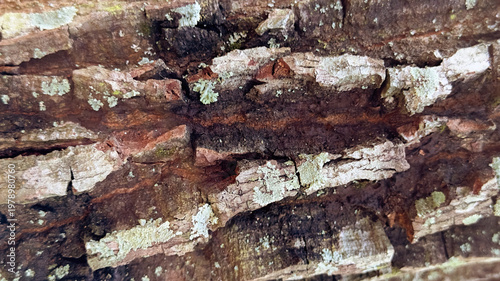Cracked tree bark texture with peeling surface, natural rough pattern background.