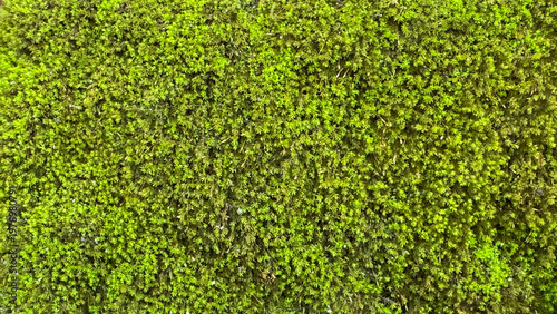 Close up green moss texture on wall surface, natural abstract background with rich organic detail.