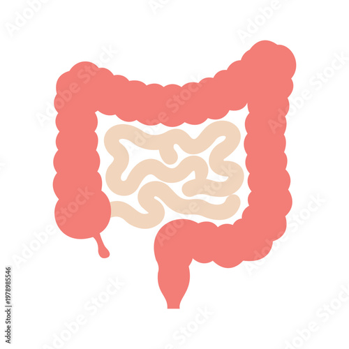 Simplified Human Intestine Anatomy: A minimalist illustration of the intricate human intestine system, highlighting both the large and small intestines in a simplified, yet informative manner.
