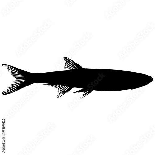 black silhouette of a fish with fins