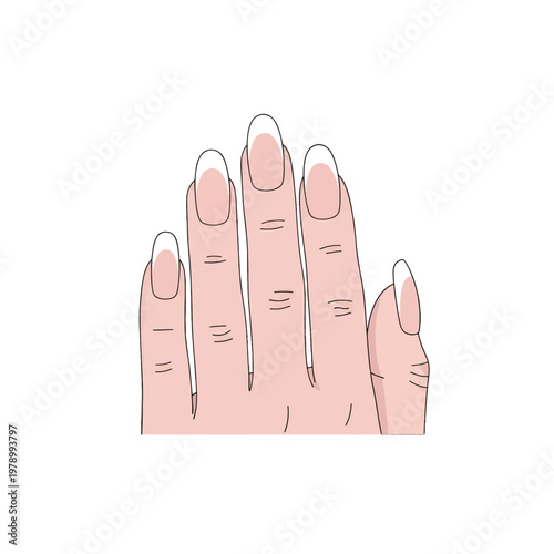 A digital illustration of a hand showing well groomed fingernails with white tips