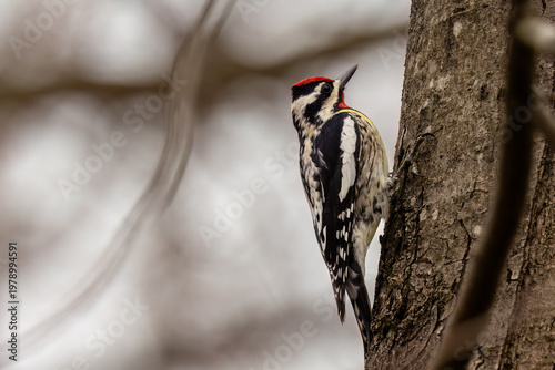 Male Yellow-bellied Sapsucker Perched on Silver Maple Tree