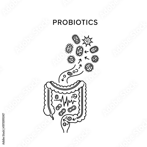 A simple line art illustration showing the digestive system and healthy bacteria