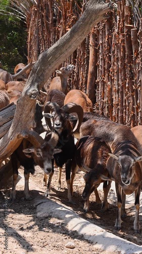 Group of male and female Mouflons standing by a rustic wooden log fence