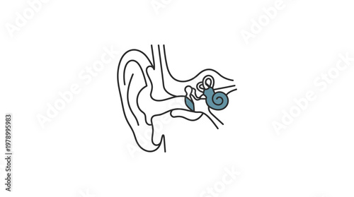 Detailed Diagram of the Human Ear Anatomy with Cochlea Highlighted.