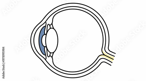 Detailed anatomical diagram of the human eye structure.