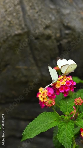 White butterflies feeding on nectar from colorful wildflowers
