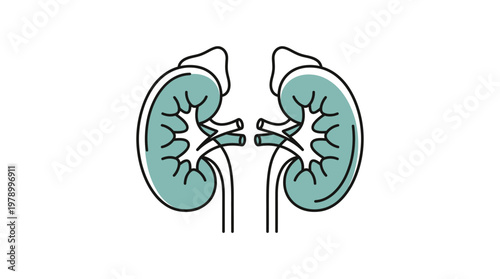 Simple line art illustration of two human kidneys with a teal fill, depicting the renal system.
