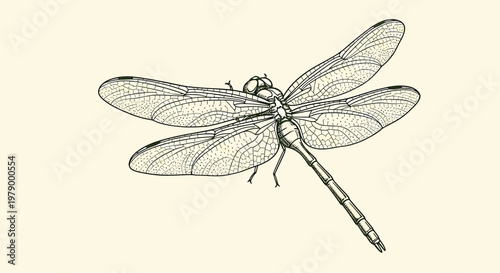 An outline sketch vector illustration of a dragonfly in flight outdoors