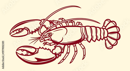 Outline sketch vector illustration of a lobster with claws and tail