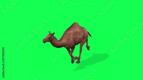4k Arabian camel run cycle loop top view animation on isolated Green Screen Animal, 3D Realistic one-humped Dromedary camel running rendering on the chroma key, animation video for your rhymes. etc