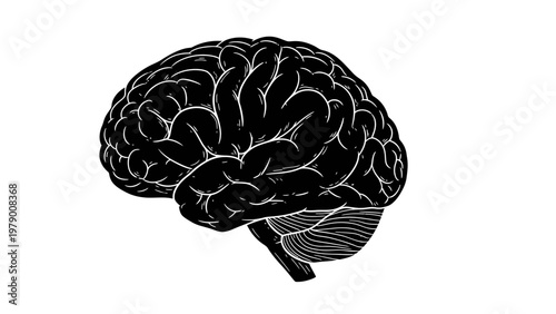 Detailed human brain diagram showing the cerebrum and cerebellum, ideal for neuroscience, medical, and educational content to represent intelligence and cognitive function.