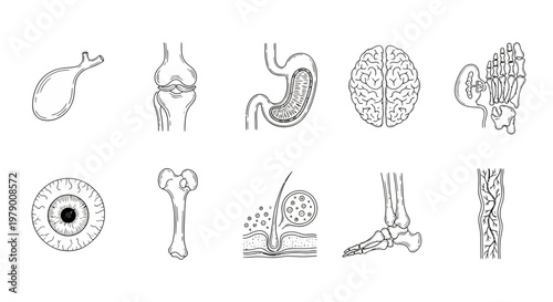 Collection of human body anatomy outlines including organs, bones, and skin for medical, scientific, and educational resources. Useful for illustrating physiological concepts.