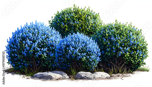 A vibrant arrangement of flowering bushes with blue and green foliage is displayed against a clean white background.