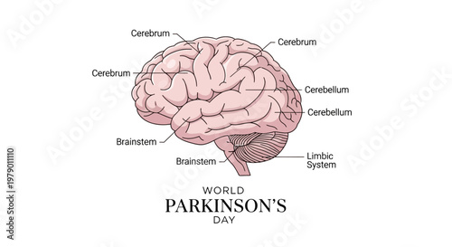 Detailed vector illustration highlighting brain anatomy in observance of World Parkinson's Day, showcasing the cerebrum, cerebellum, and brainstem against a clean white background