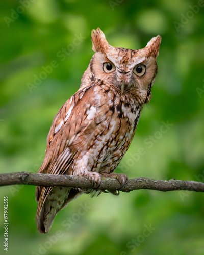 Bild auf Leinwand Red morph eastern screech owl
