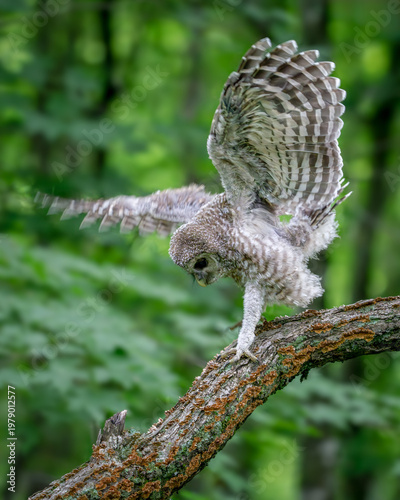 Canvas Print Barred owlet branching